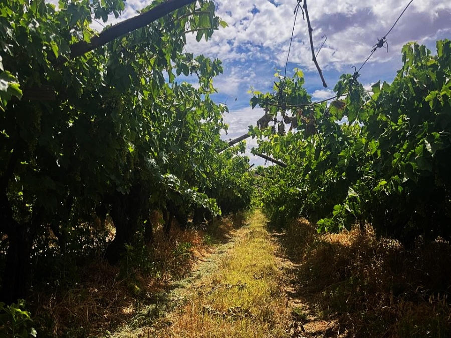 Commercial Property for Sale in Groblershoop Northern Cape